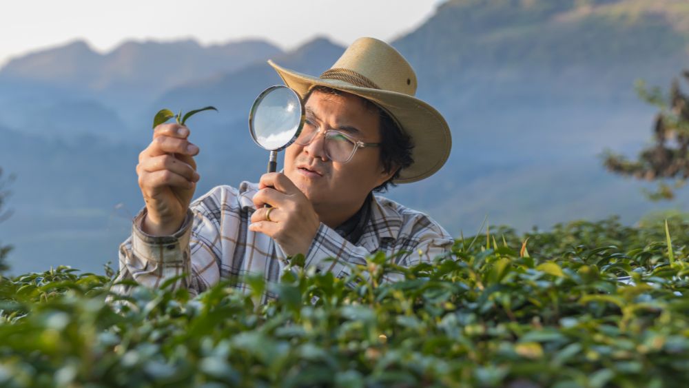 Quality inspection and tasting of Assam tea